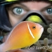 anemonefish_pink_sr_beqa_h_0094_fij0128_rv.jpg